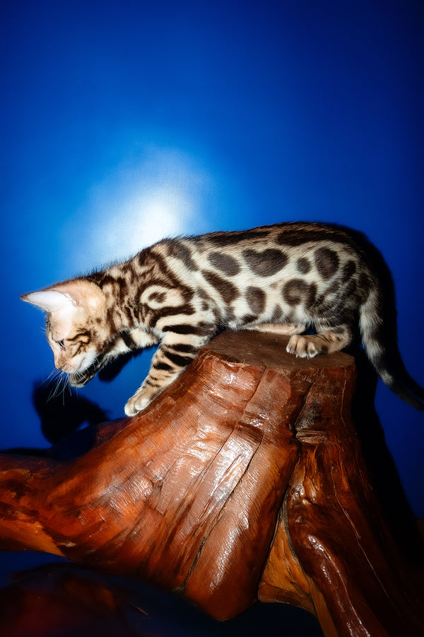 Zara | Bengal Kitten