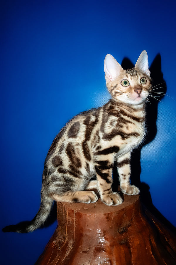 Zara | Bengal Kitten