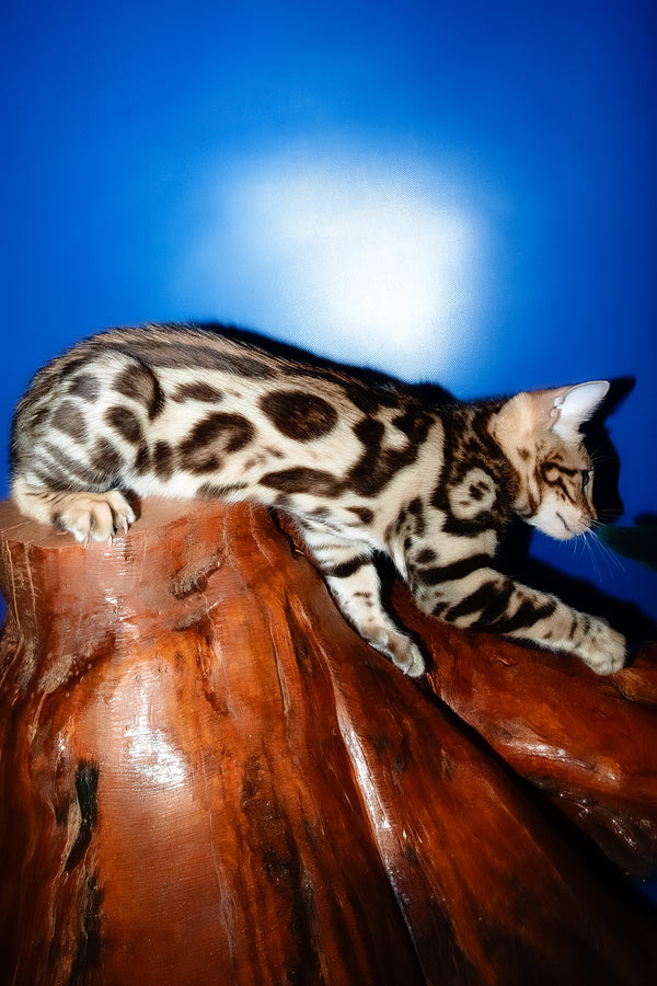 Zara | Bengal Kitten