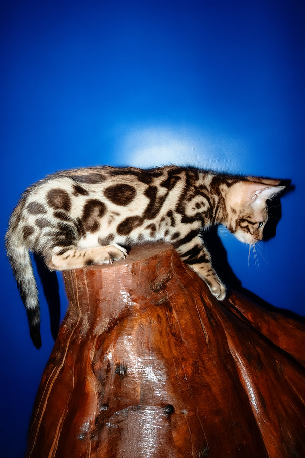 Zara | Bengal Kitten