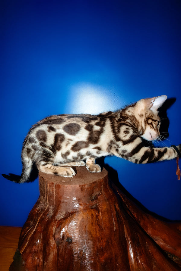 Zara | Bengal Kitten