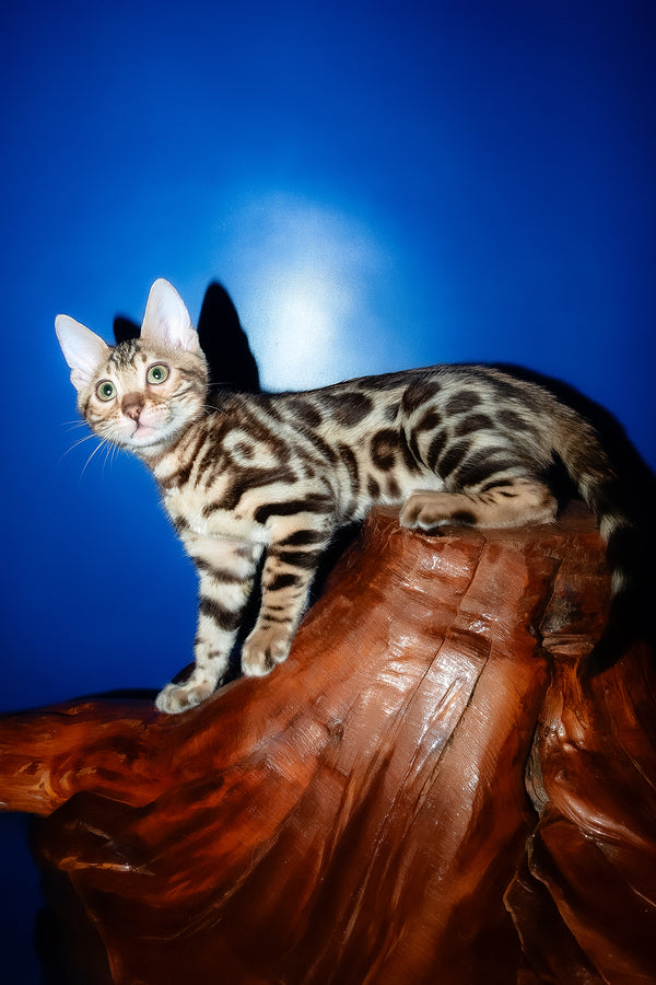 Zara | Bengal Kitten