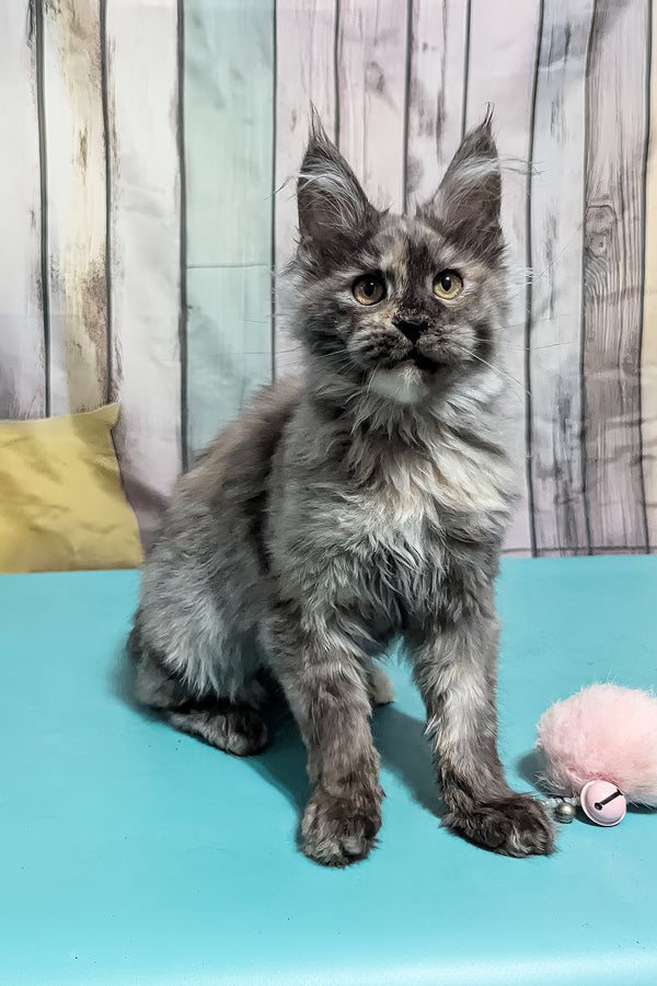 Zara | Maine Coon Kitten