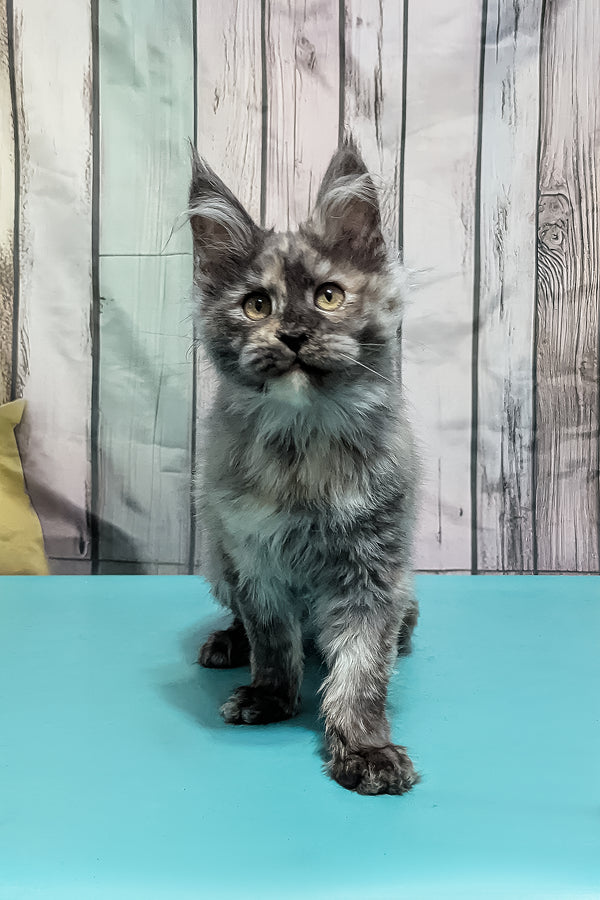 Zara | Maine Coon Kitten