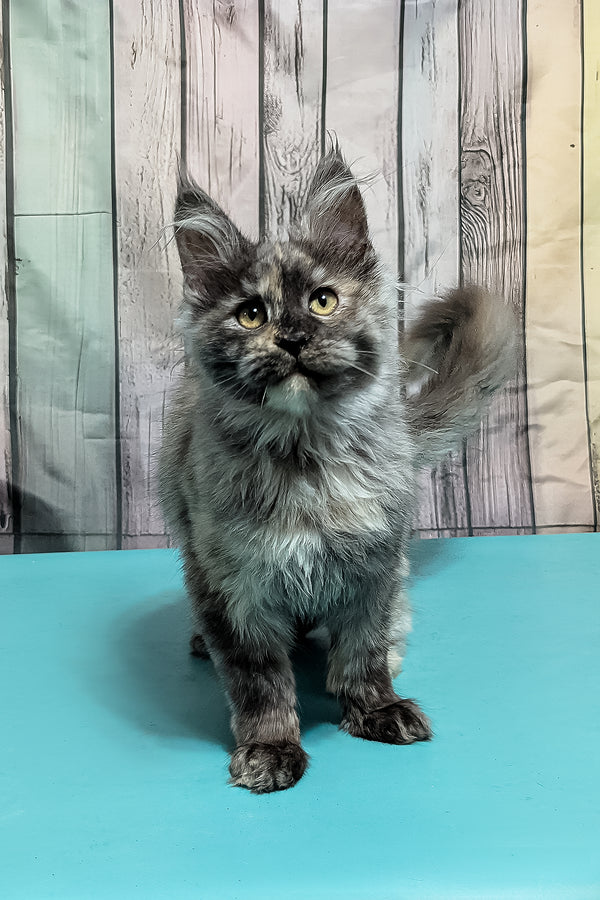 Zara | Maine Coon Kitten
