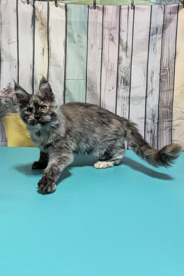 Zara | Maine Coon Kitten