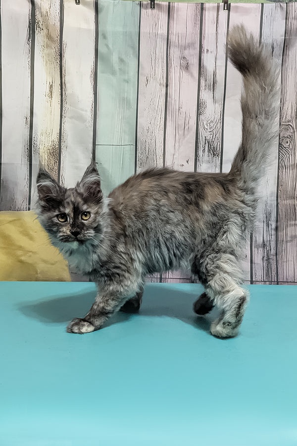Zara | Maine Coon Kitten