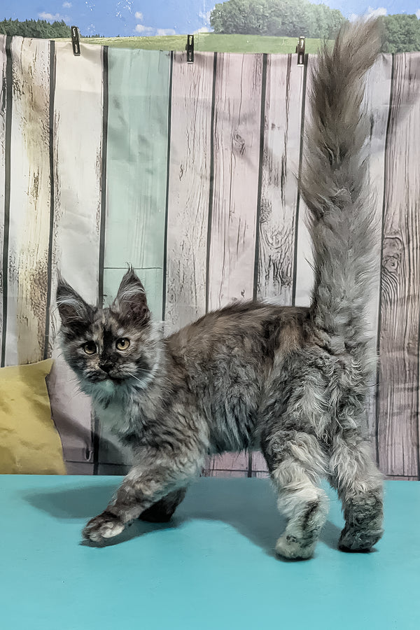 Zara | Maine Coon Kitten
