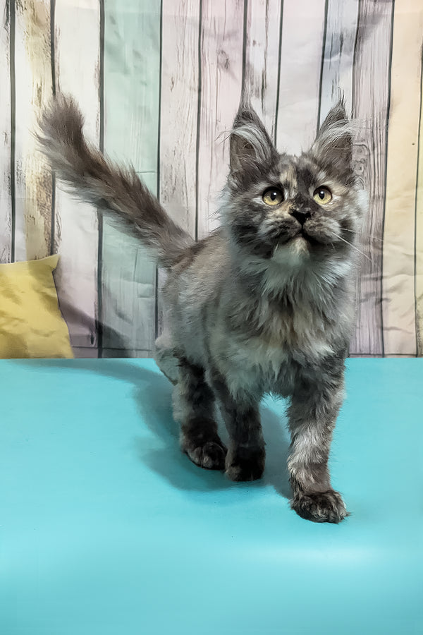 Zara | Maine Coon Kitten