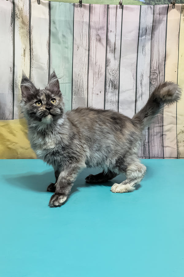 Zara | Maine Coon Kitten