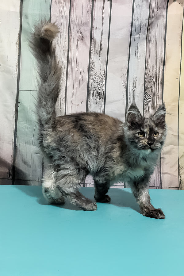 Zara | Maine Coon Kitten