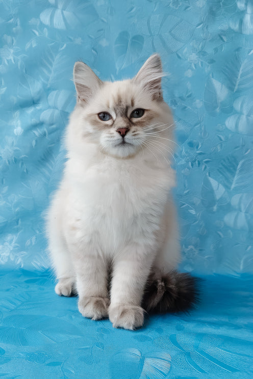 Zara | Siberian Kitten