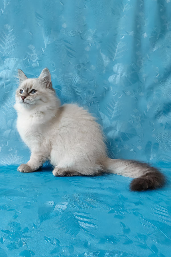 Zara | Siberian Kitten