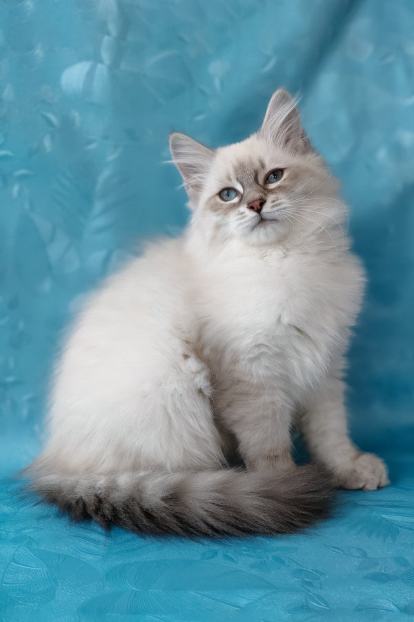 Zara | Siberian Kitten