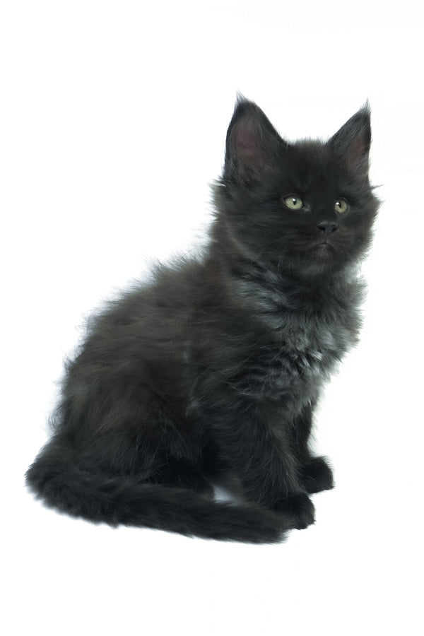 Zayn | Maine Coon Kitten