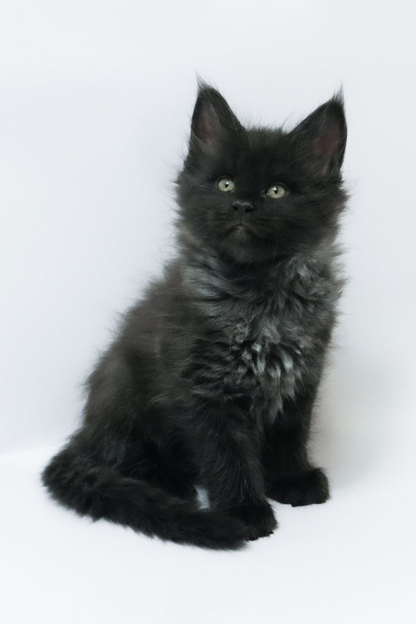 Zayn | Maine Coon Kitten