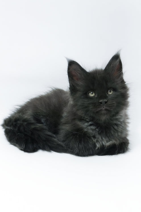 Zayn | Maine Coon Kitten
