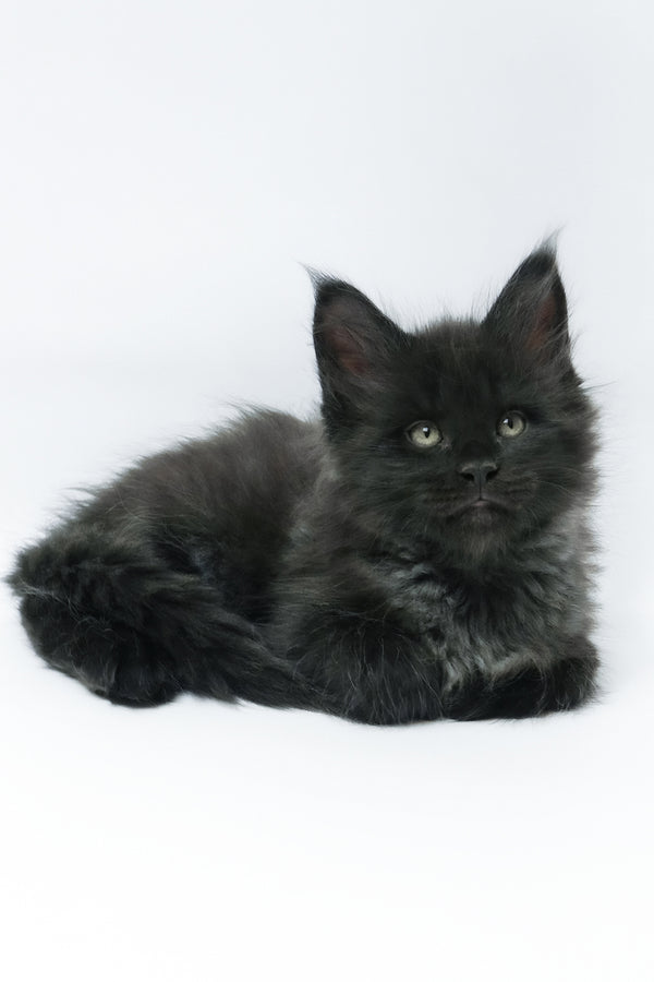 Zayn | Maine Coon Kitten