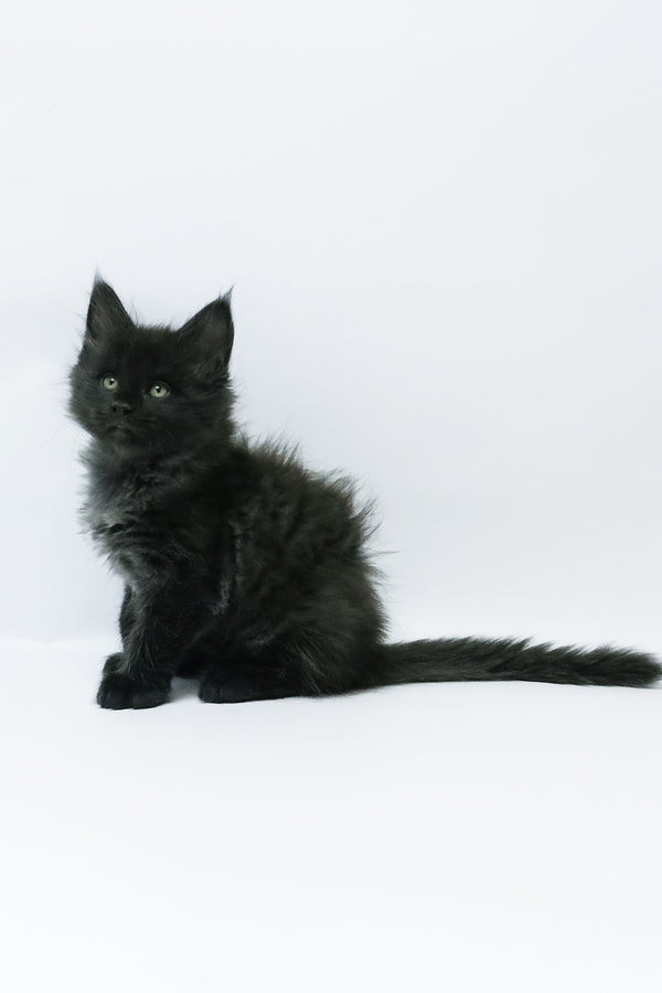 Zayn | Maine Coon Kitten