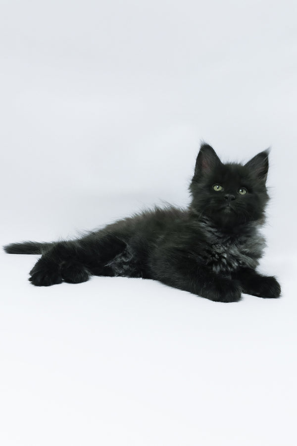 Zayn | Maine Coon Kitten