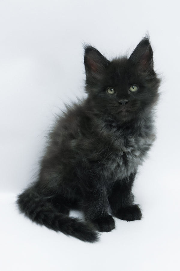 Zayn | Maine Coon Kitten