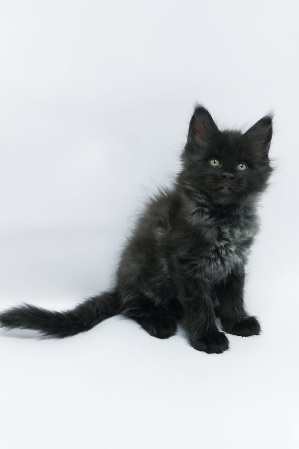 Zayn | Maine Coon Kitten
