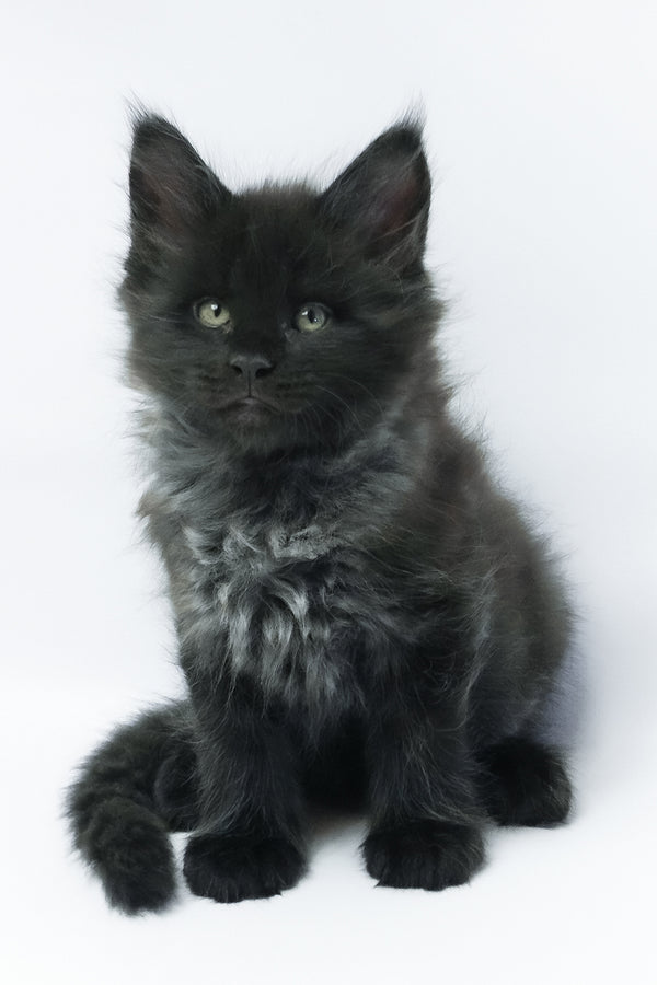 Zayn | Maine Coon Kitten