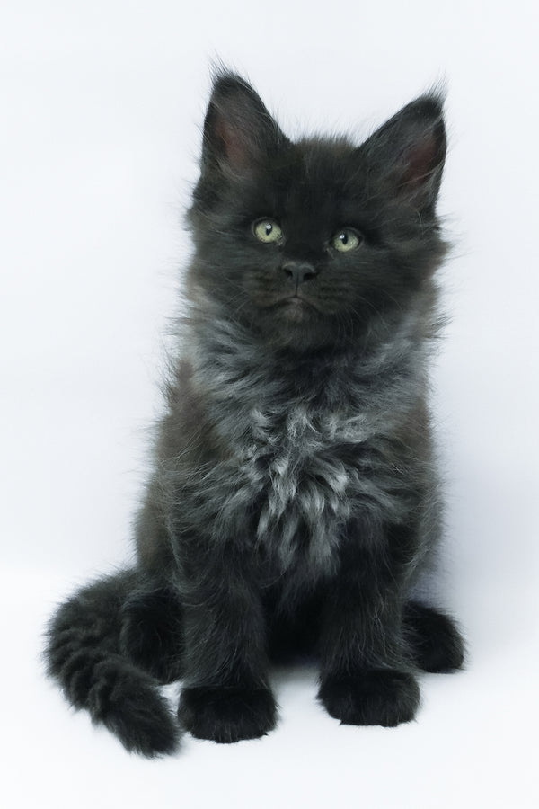 Zayn | Maine Coon Kitten