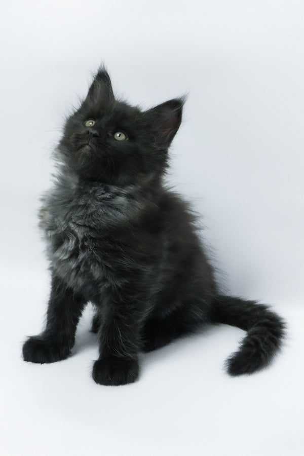 Zayn | Maine Coon Kitten