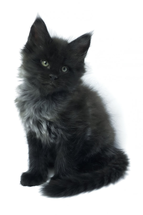 Zayn | Maine Coon Kitten