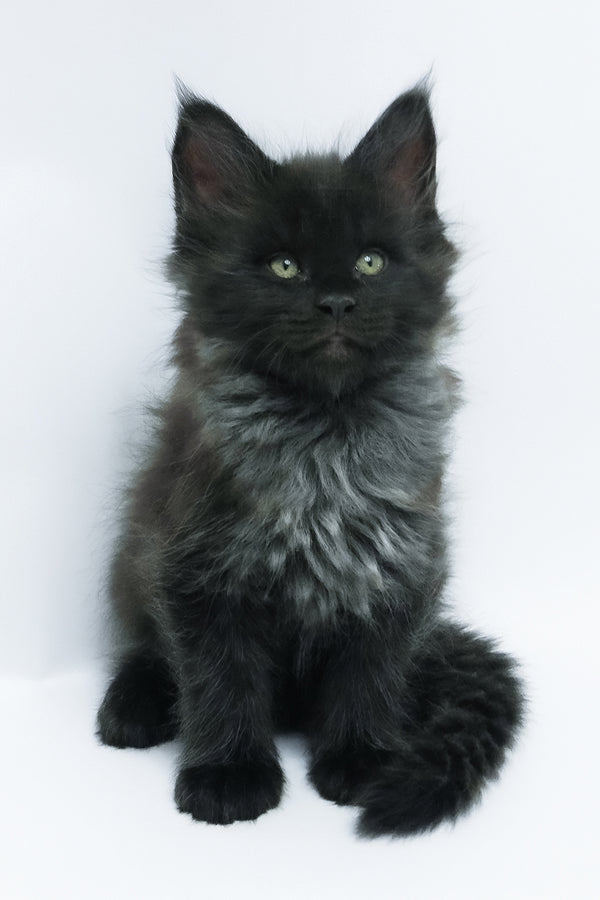 Zayn | Maine Coon Kitten