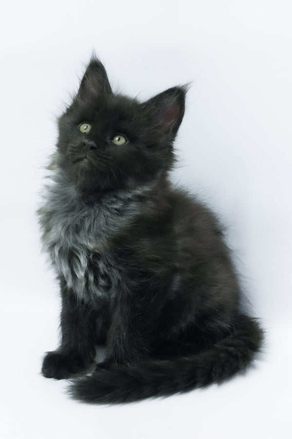 Zayn | Maine Coon Kitten