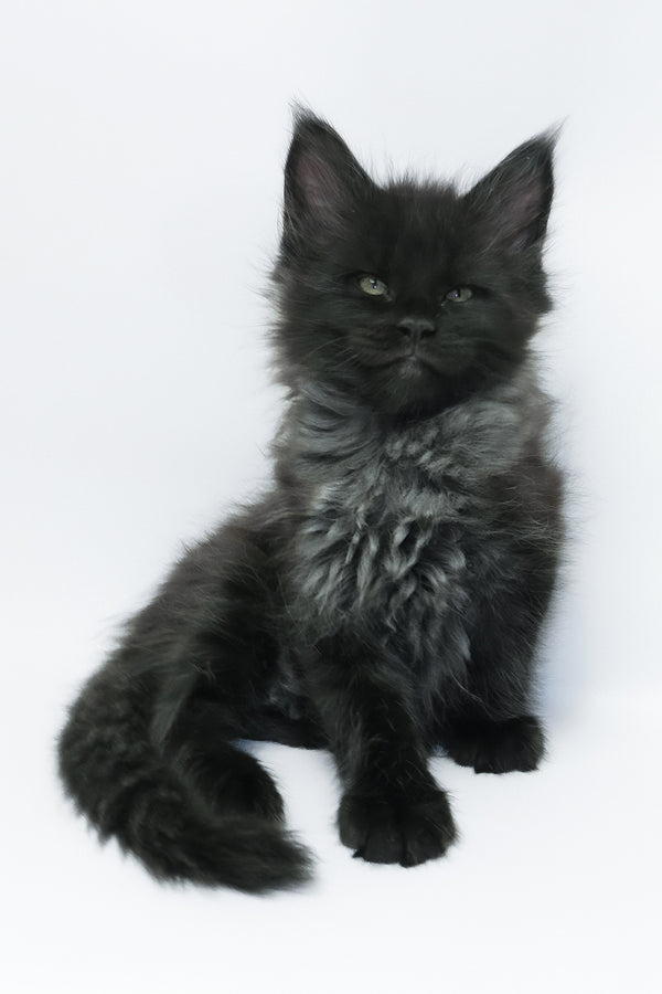 Zayn | Maine Coon Kitten