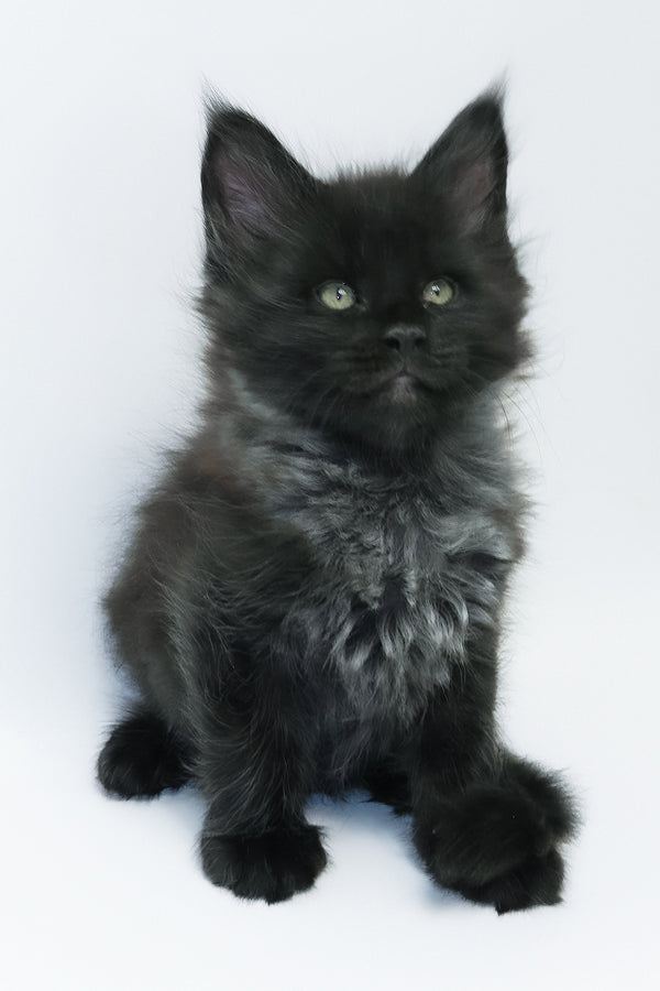 Zayn | Maine Coon Kitten