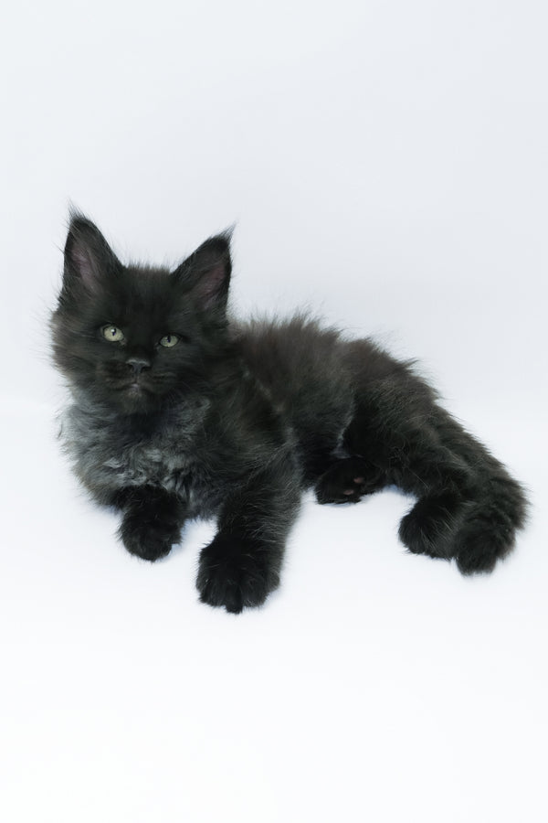 Zayn | Maine Coon Kitten