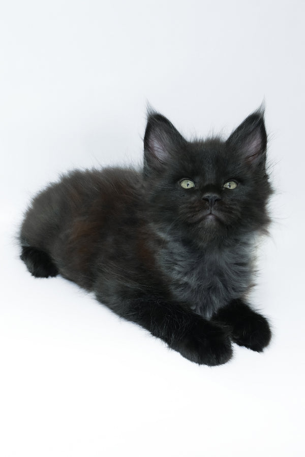 Zayn | Maine Coon Kitten