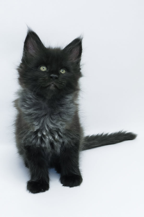 Zayn | Maine Coon Kitten