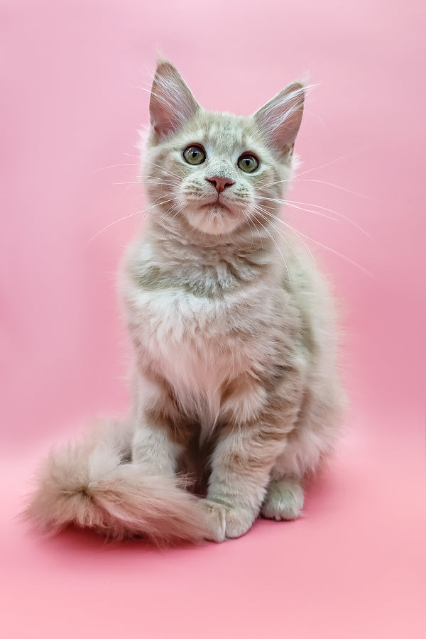 Zefir | Maine Coon Kitten