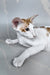 Zefir | Oriental Shorthair Kitten