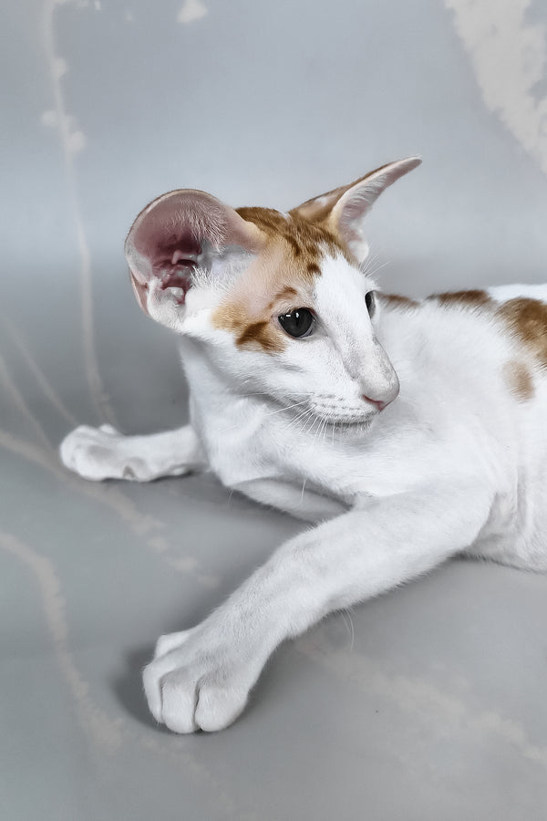Zefir | Oriental Shorthair Kitten