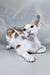 Zefir | Oriental Shorthair Kitten