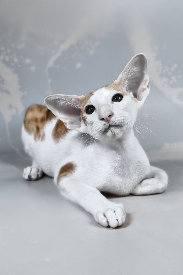 Zefir | Oriental Shorthair Kitten