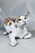 Zefir | Oriental Shorthair Kitten