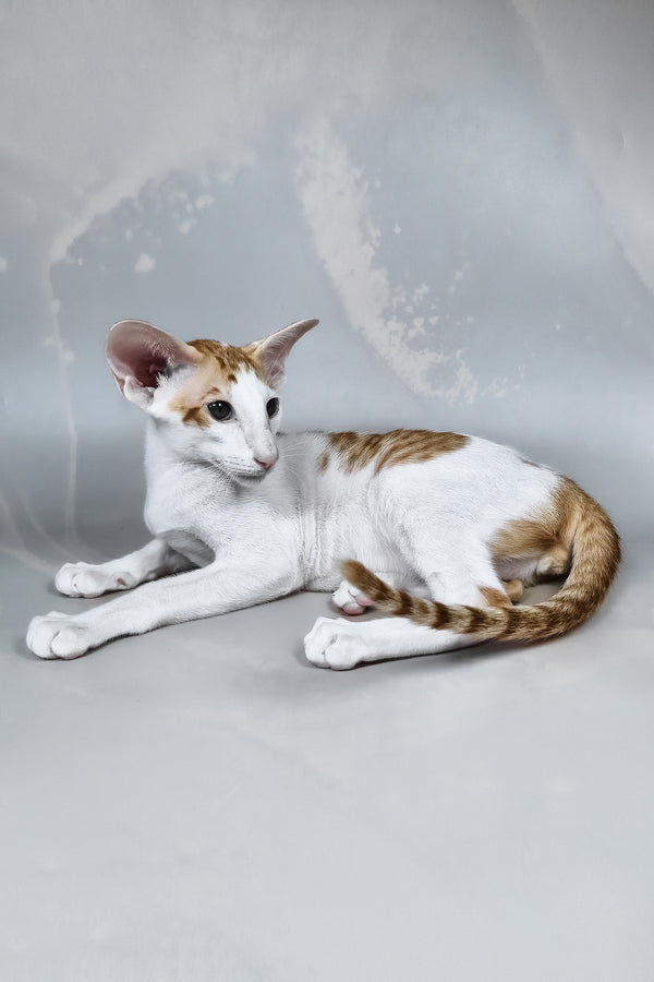 Zefir | Oriental Shorthair Kitten