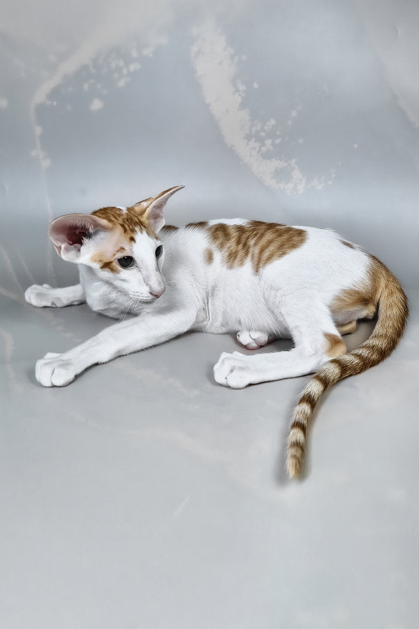 Zefir | Oriental Shorthair Kitten