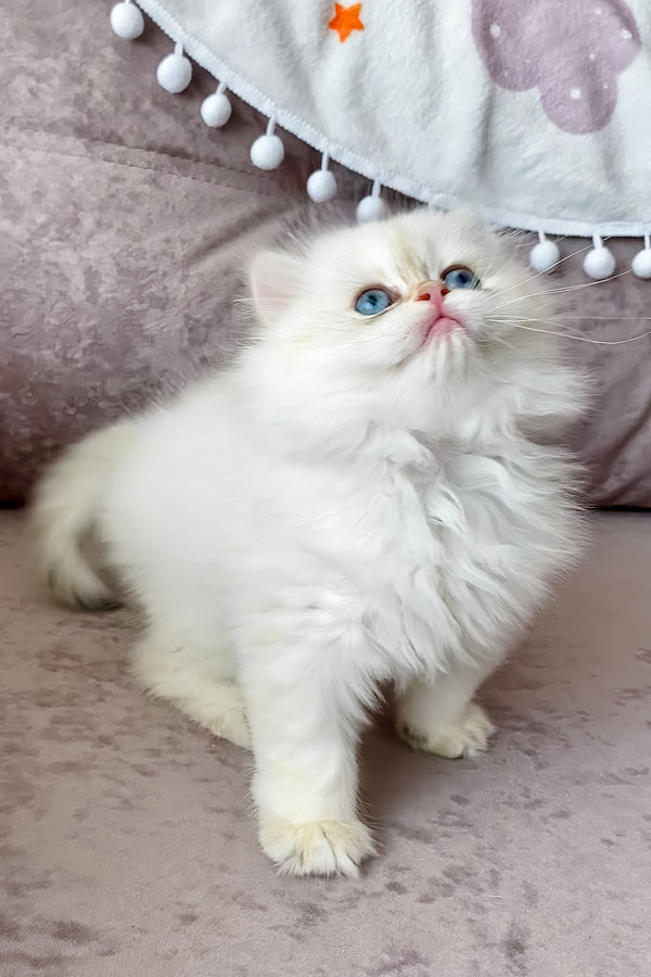 Zefir | British Longhair Kitten