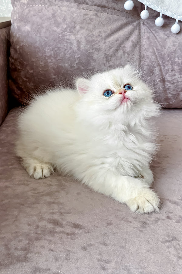 Zefir | British Longhair Kitten