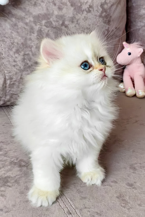 Zefir | British Longhair Kitten
