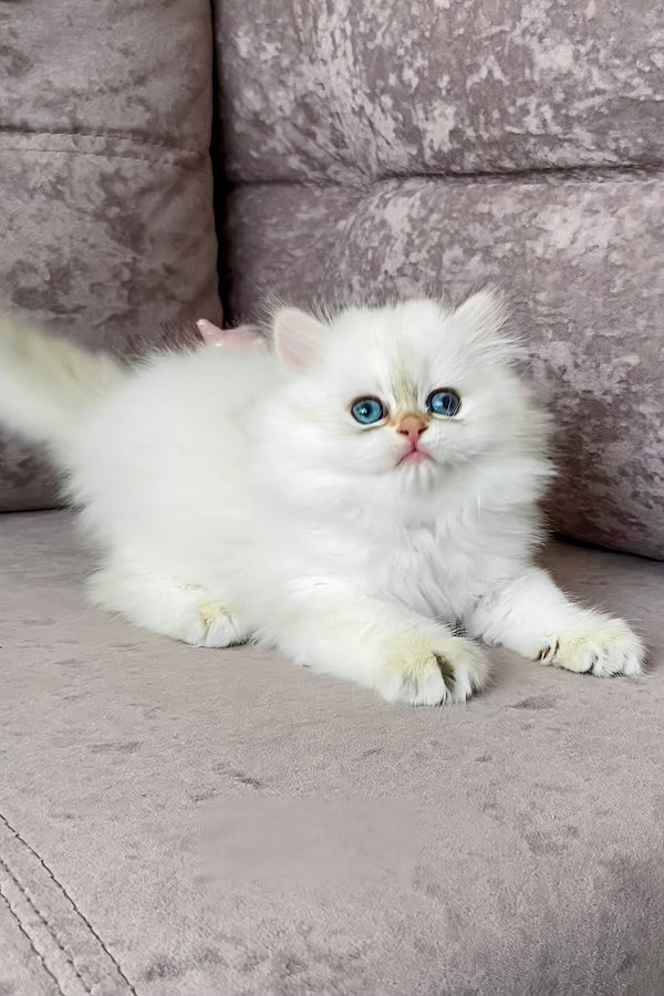 Zefir | British Longhair Kitten