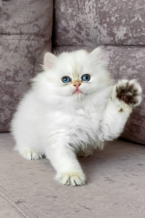 Zefir | British Longhair Kitten